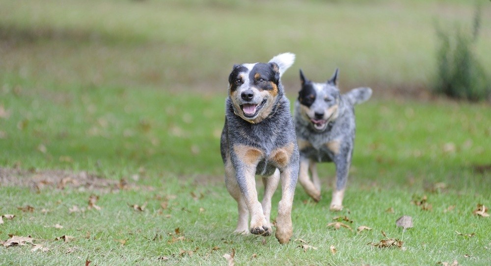 Boiadeiro australiano cachorro