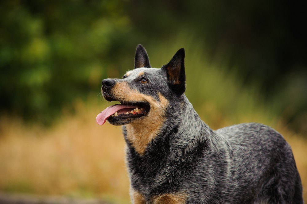 Boiadeiro australiano cão