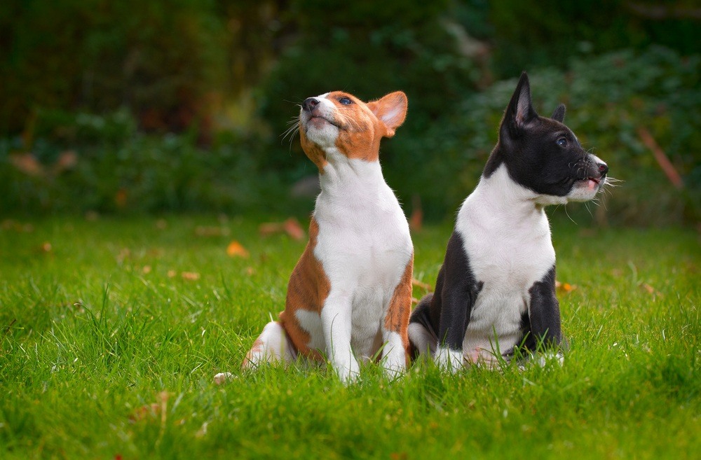 cão Basenji