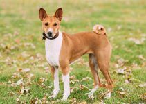 Basenji raça