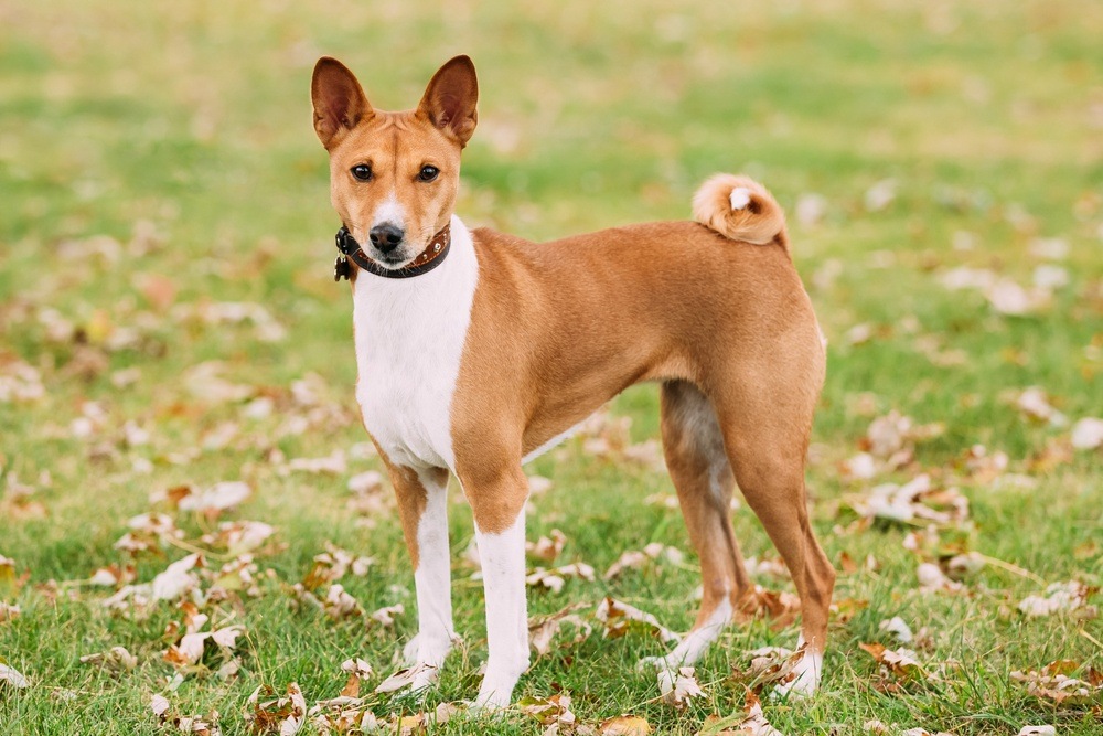 Basenji raça