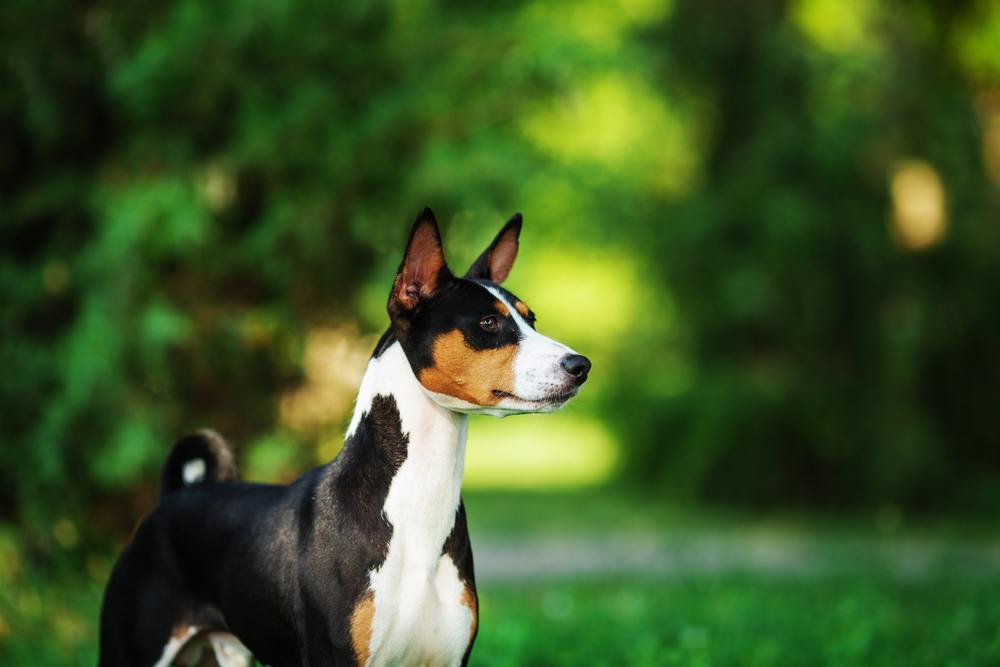 Basenji cachorro