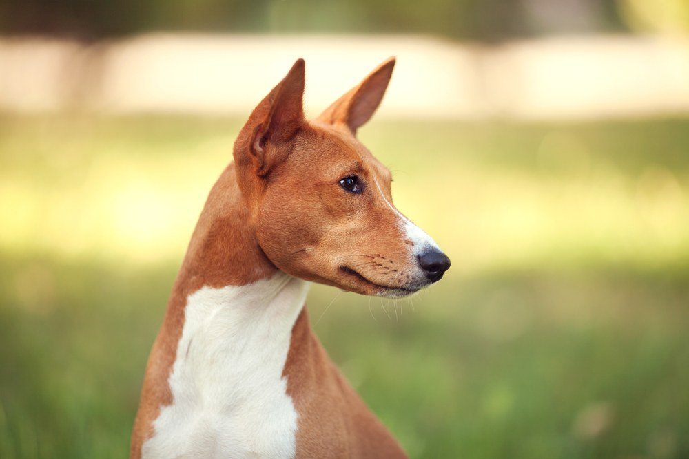 Basenji cão