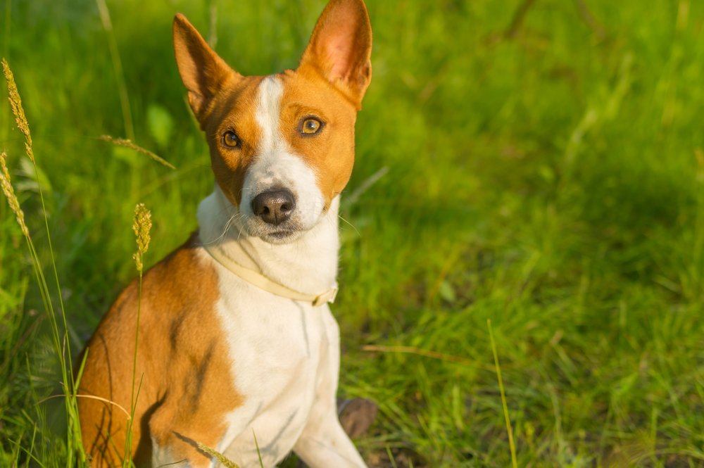 Basenji