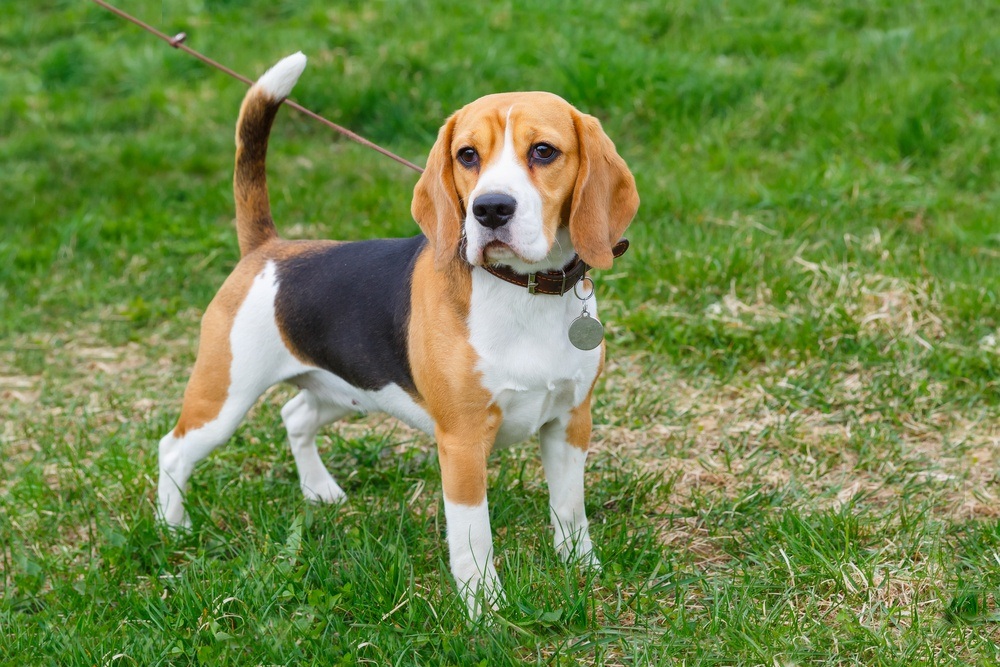 Beagle raça