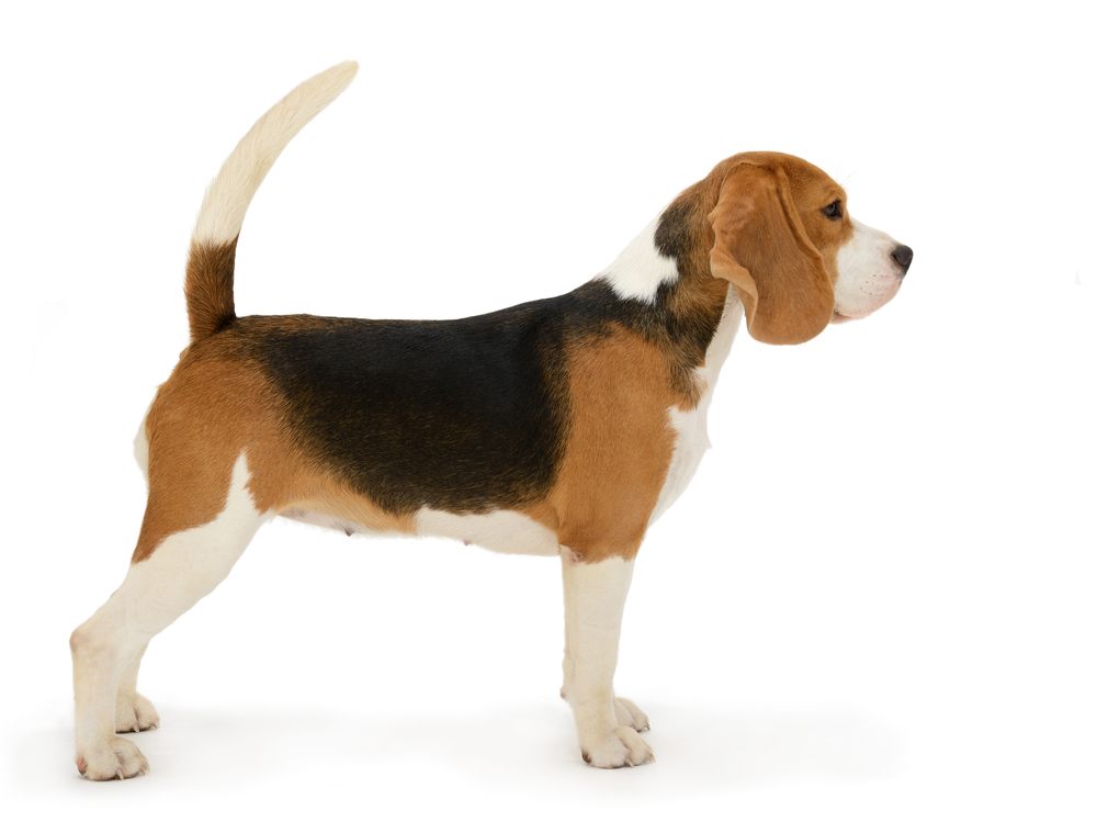 Beagle cachorro