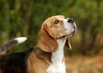 Beagle cão
