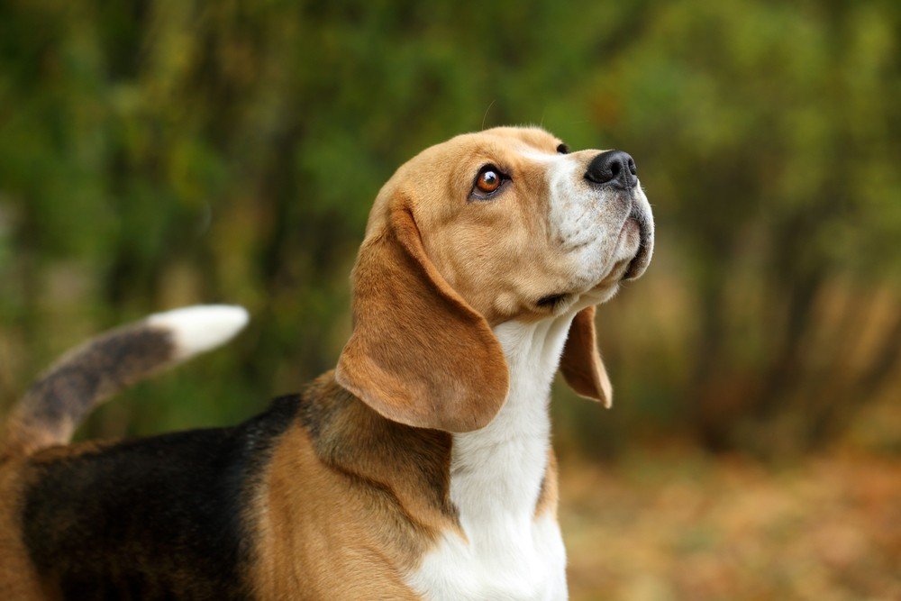 Beagle cão