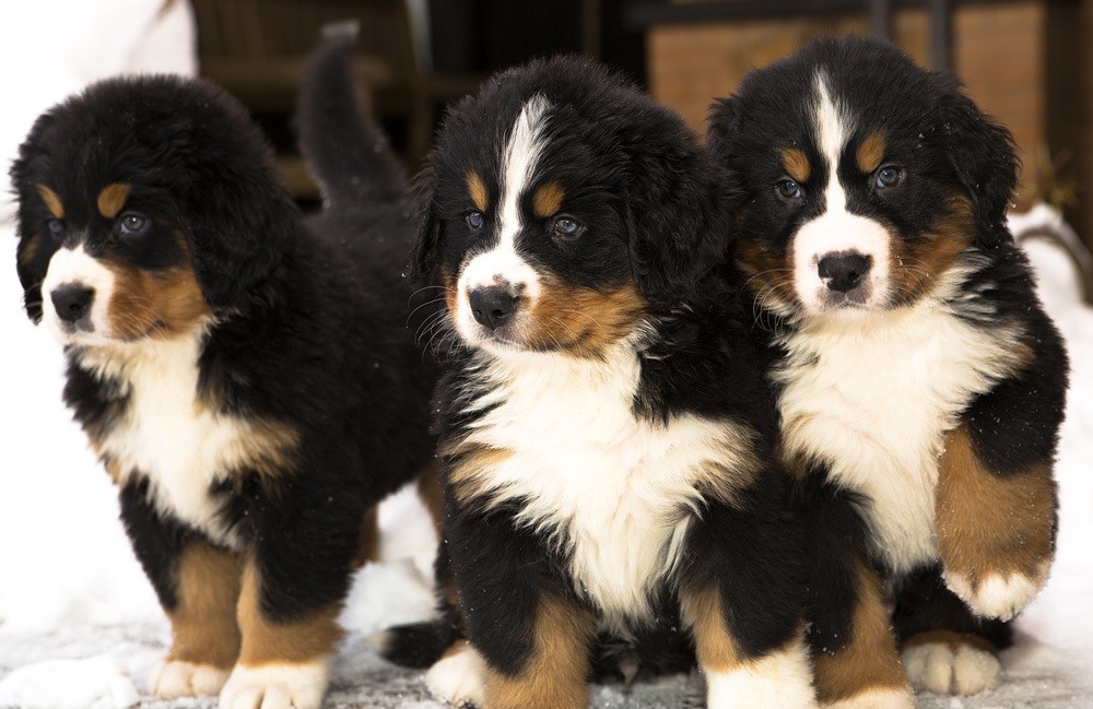 Bernese Mountain Dog filhote