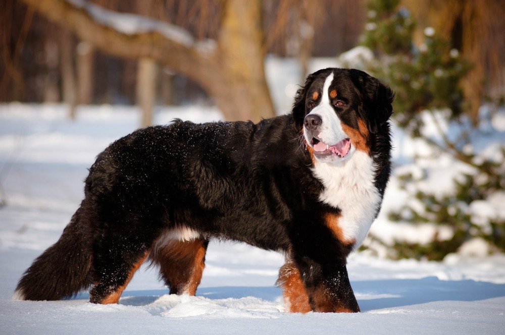 Bernese Mountain Dog cachorro