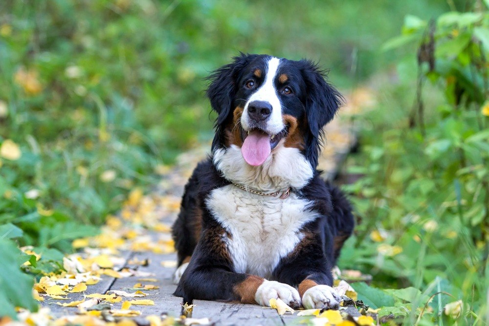 Bernese Mountain Dog cão