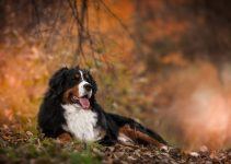 Bernese Mountain Dog