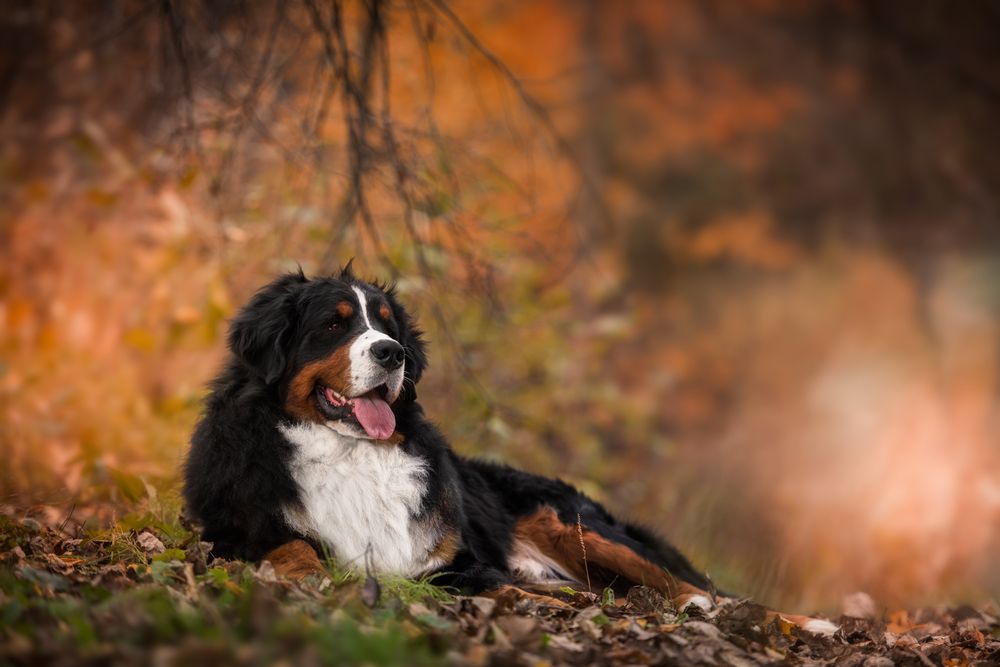 Bernese Mountain Dog