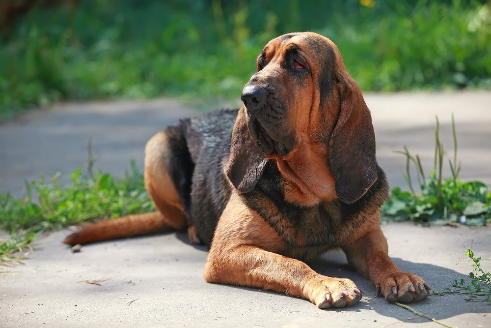 Bloodhound raça