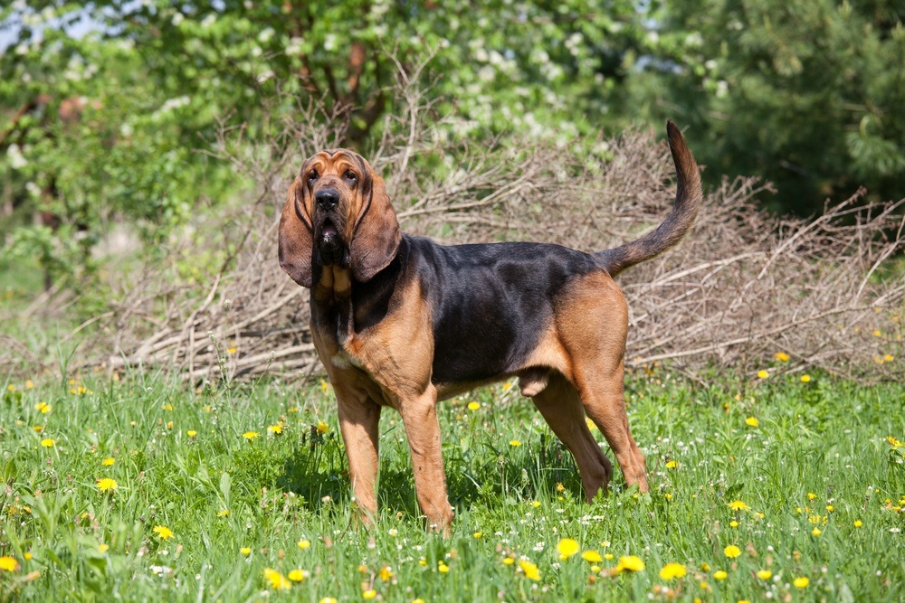 Bloodhound cão