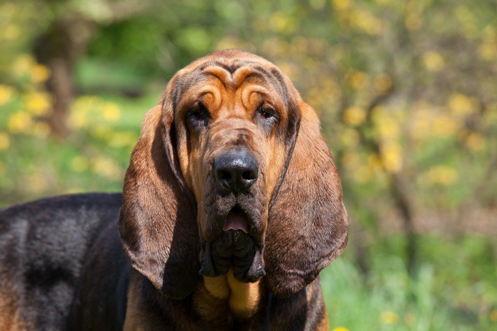 Bloodhound cachorro