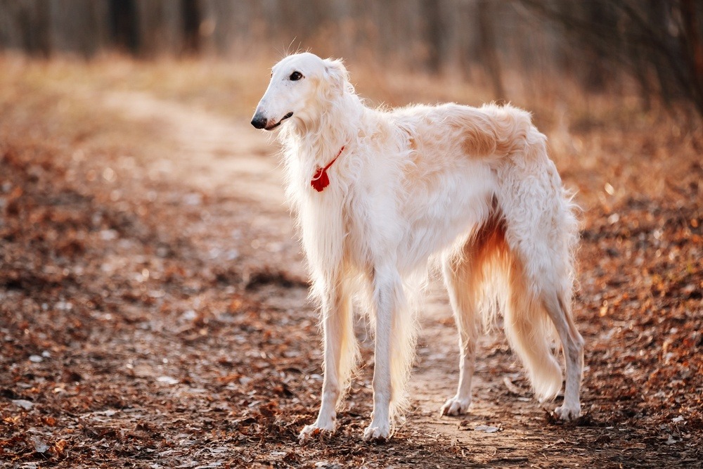 Borzoi raça