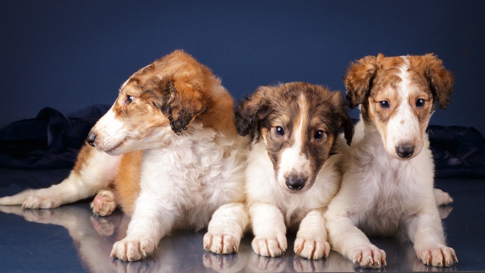 Borzoi filhote