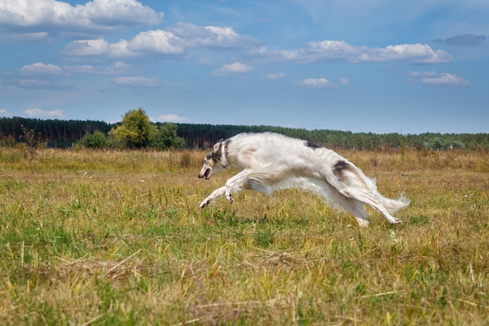 Borzoi cão