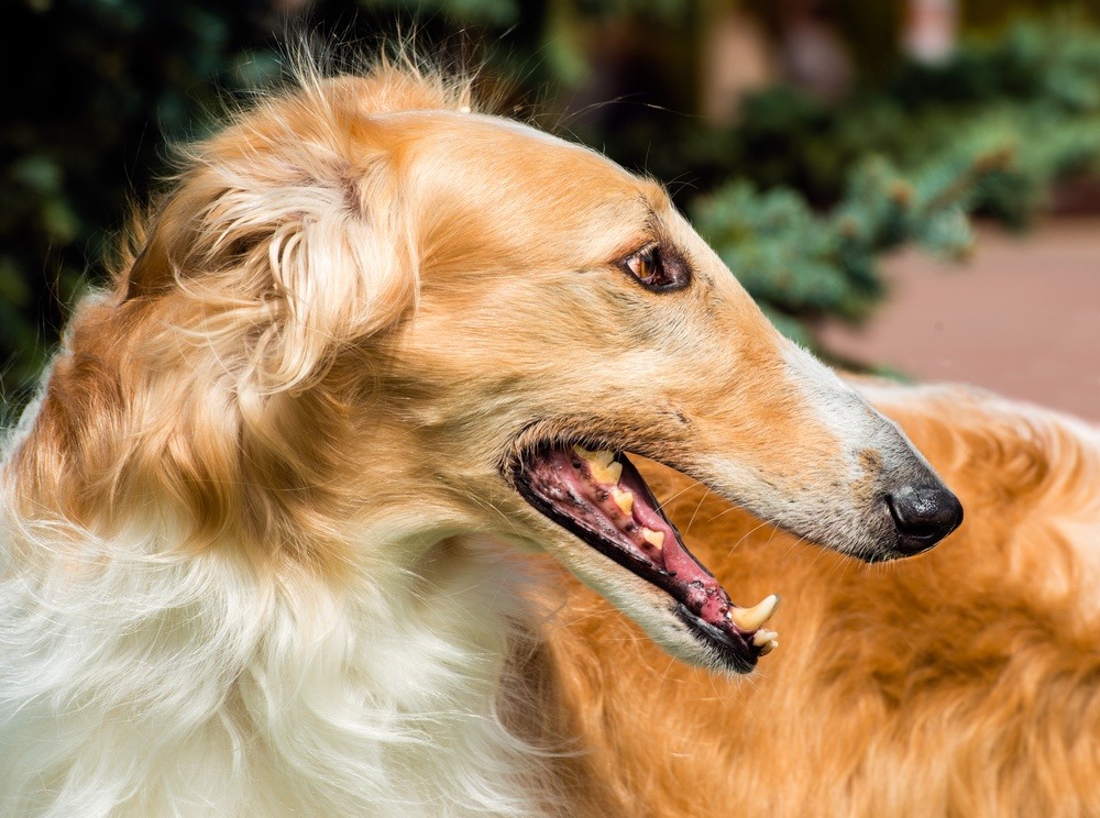 Borzoi cachorro