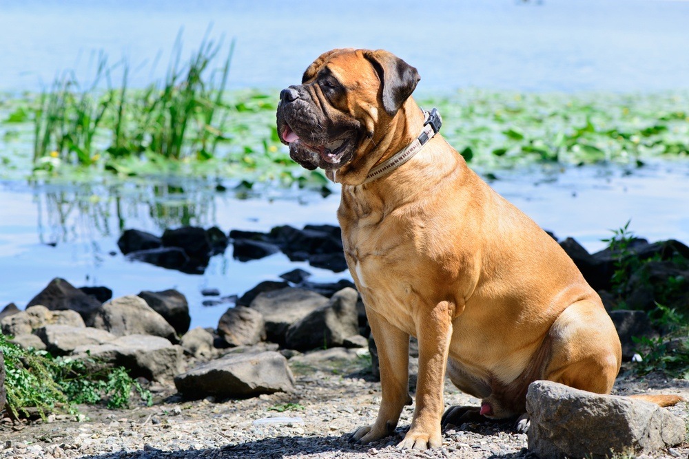 Bullmastiff raça