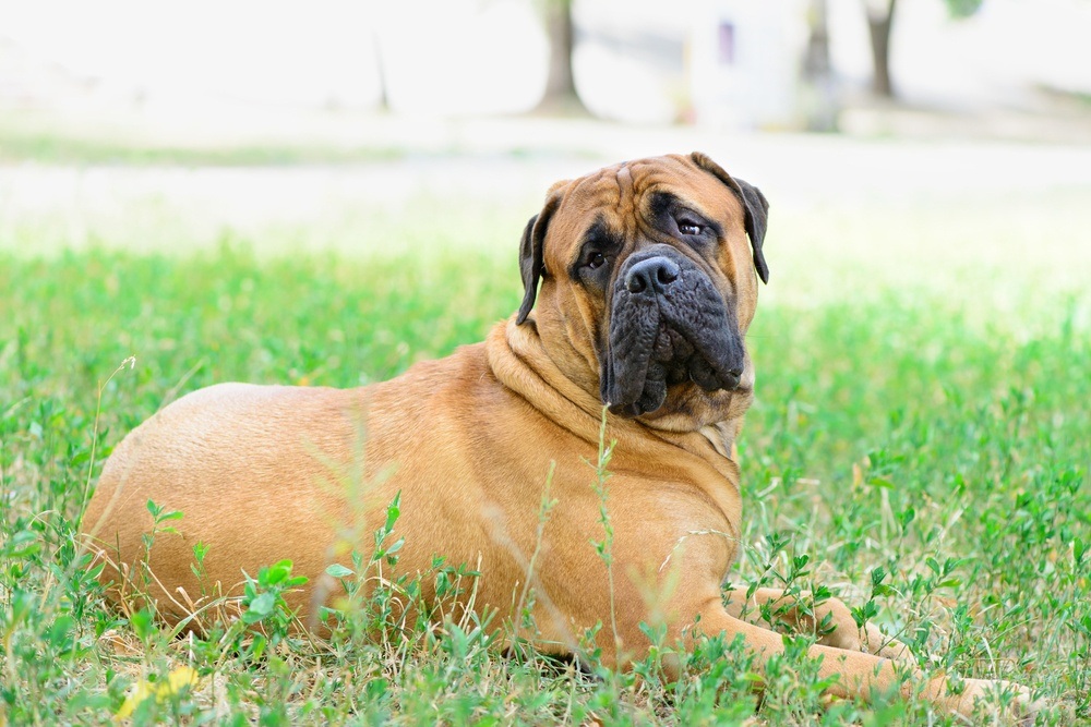 Bullmastiff cachorro