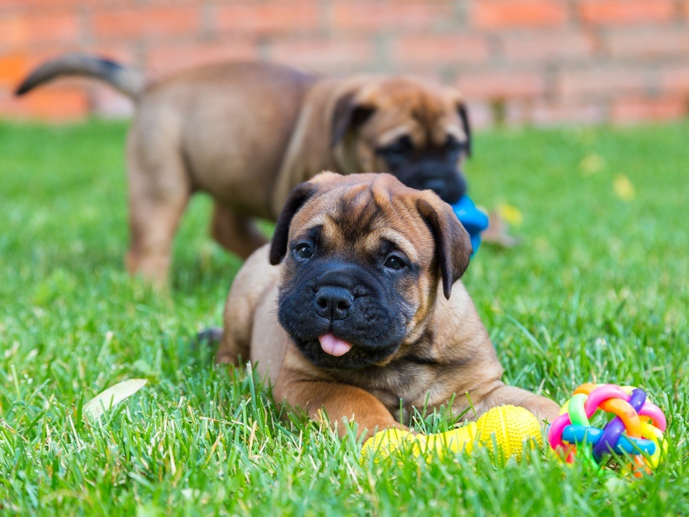 Bullmastiff filhote