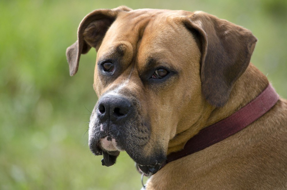 Bullmastiff cão