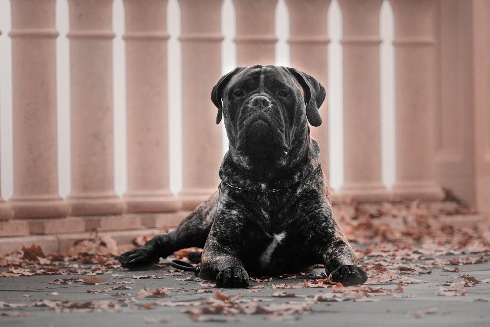 Bullmastiff