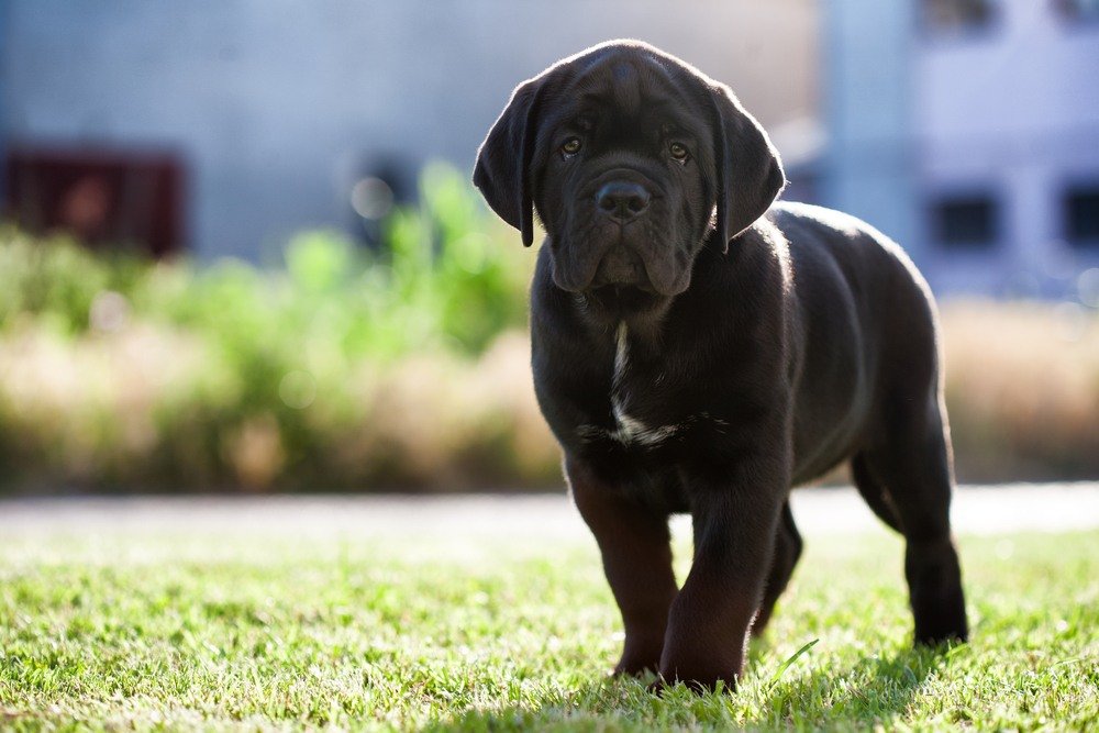 Cane Corso filhote