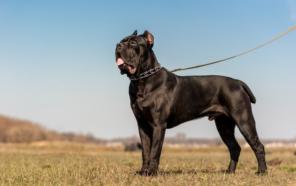 Cane Corso raça