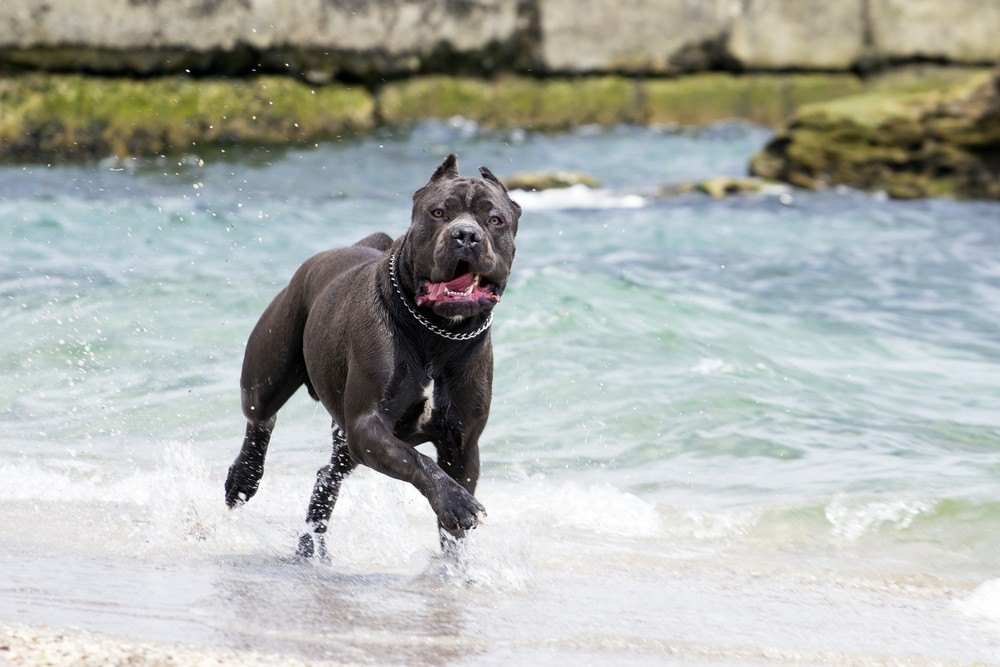 Cane Corso cachorro