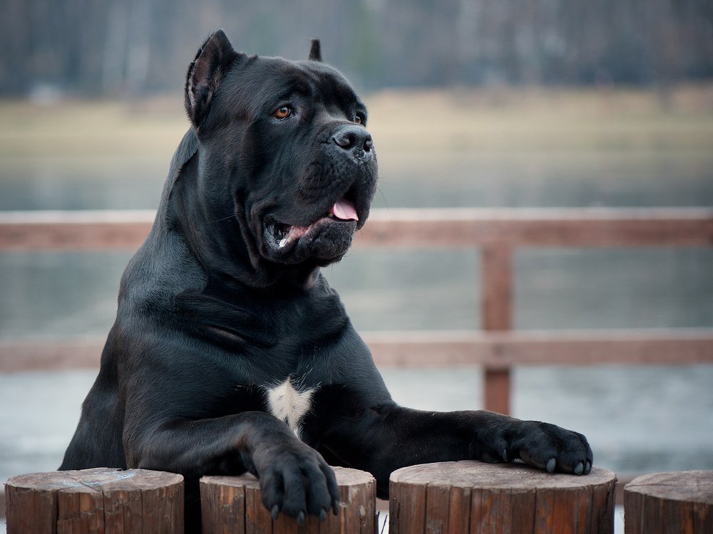 Cane Corso cão