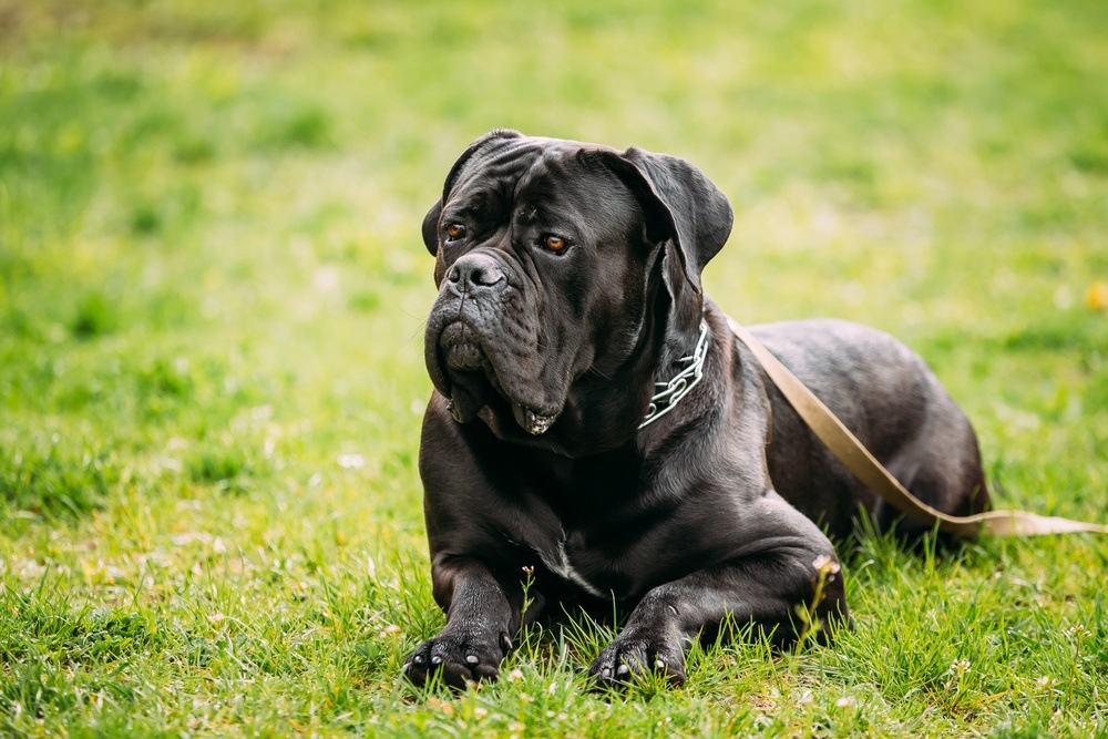 Cane Corso