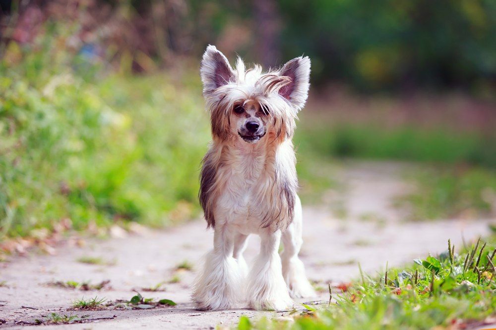 Cão de Crista Chinês raça