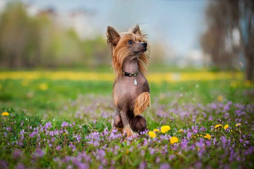 Cão de Crista Chinês cachorro