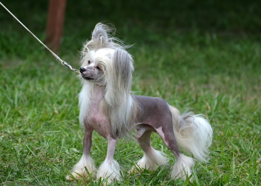 Cão de Crista Chinês