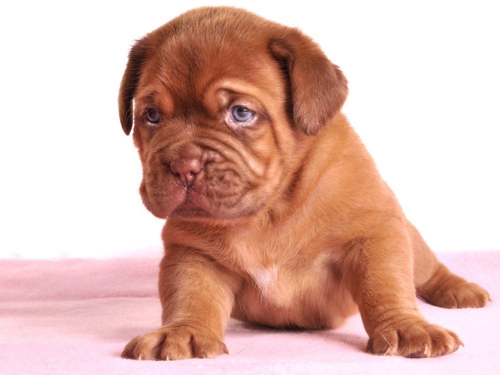 Dogue de Bordeaux filhote