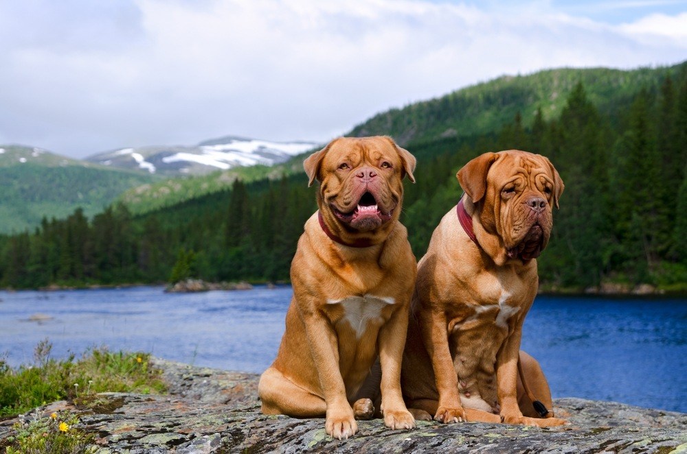 Dogue de Bordeaux raça