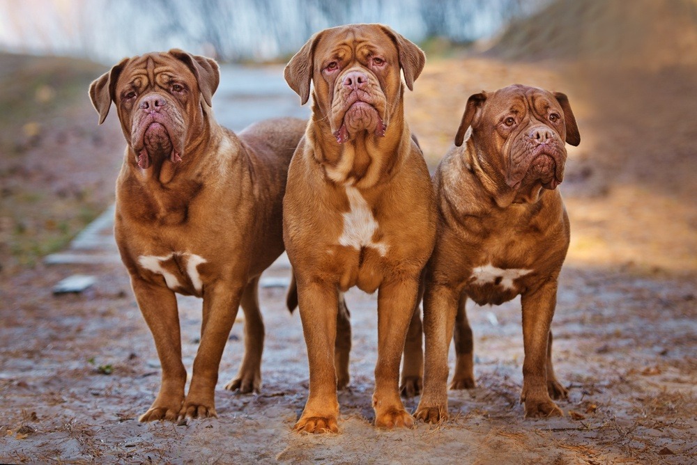 Dogue de Bordeaux cachorro