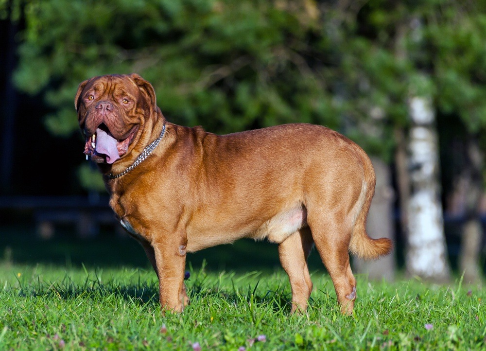 Dogue de Bordeaux cão