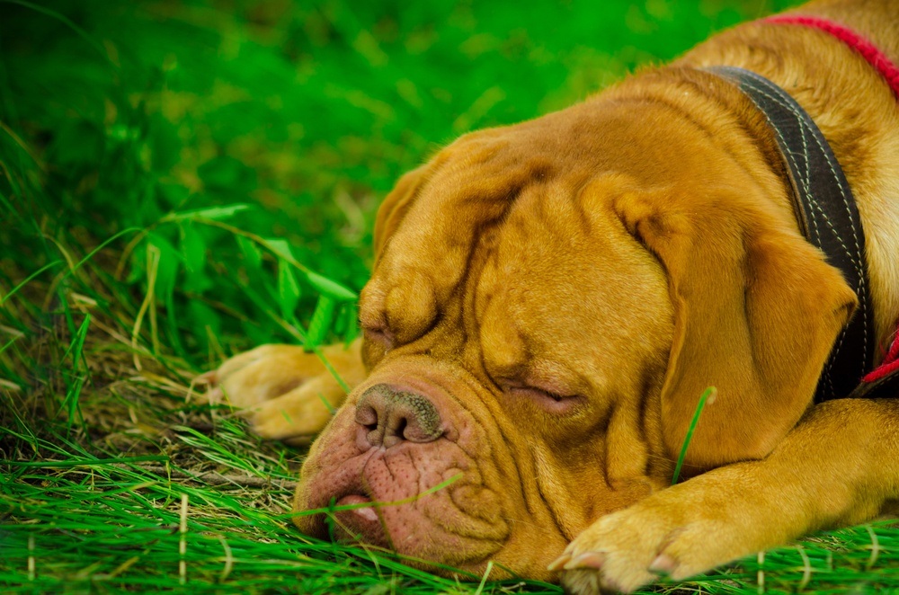 Dogue de Bordeaux