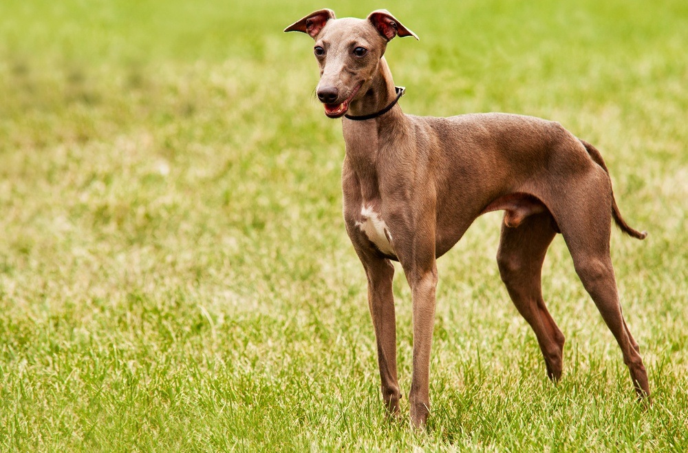 cão Greyhound