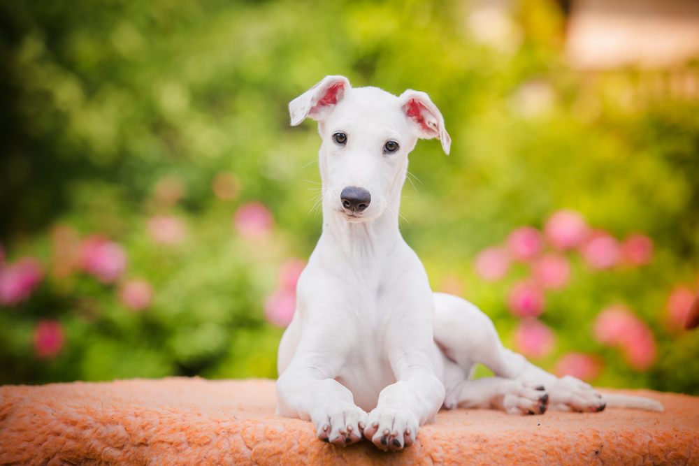 Greyhound cachorro