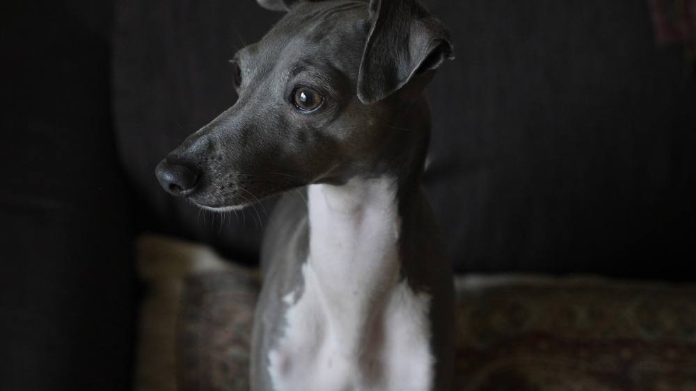 Greyhound cão