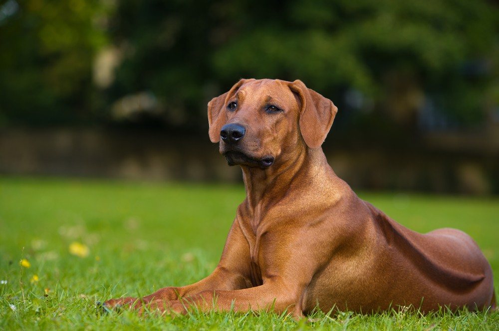 Leão da Rodésia cachorro