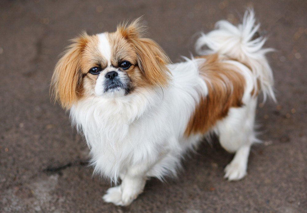 Pequinês cachorro