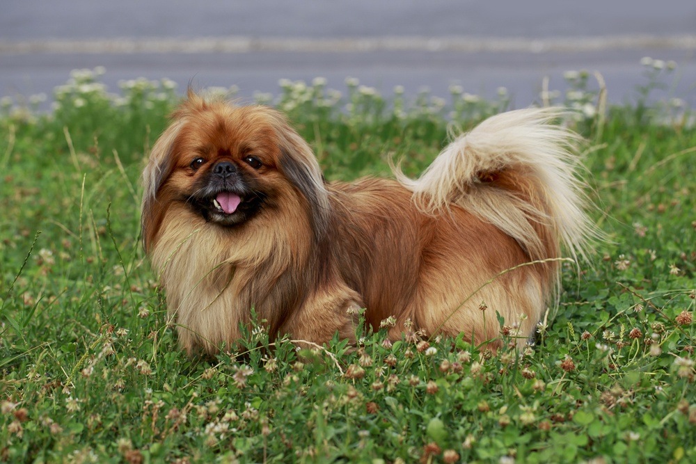 Pequinês cão