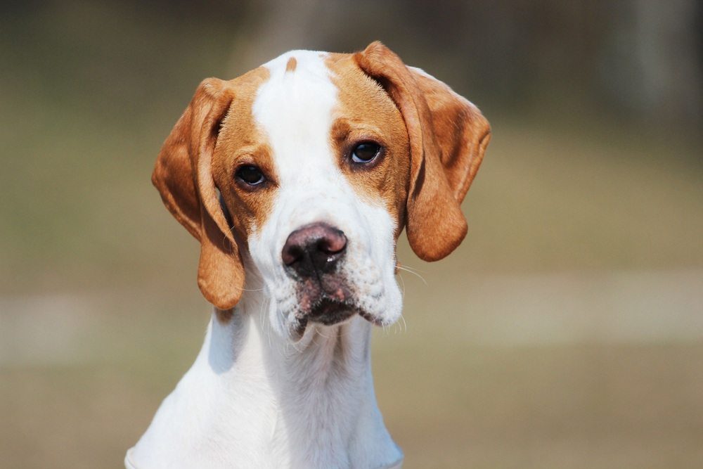 cão Pointer inglês