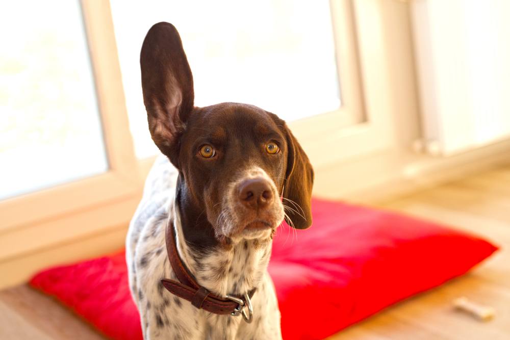 Pointer inglês cachorro